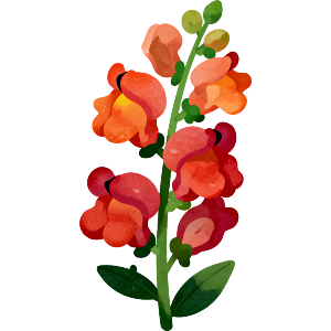 Snapdragon Flower