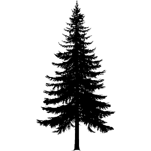 Pine Tree Silhouette