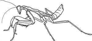 Praying Mantis
