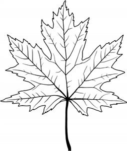 Maple Leaf