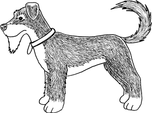 Schnauzer Dog