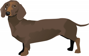 Dachshund