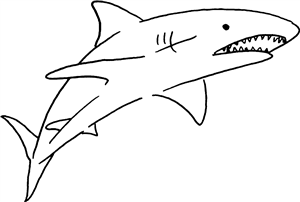 Shark