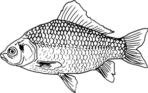Carp