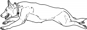 Running German Shepherd