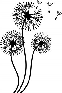 Dandelion Clocks