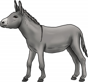 Donkey