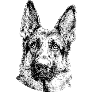 German Shepherd Portrait