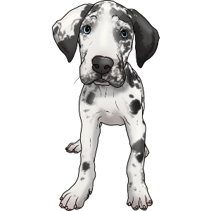 Harlequin Great Dane Puppy