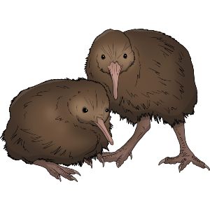 Kiwi Birds