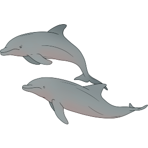 Graceful Pair of Dolphins