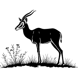 Springbok in Field