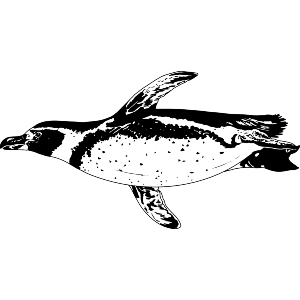 Swimming African Penguin
