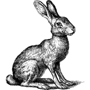 Hare Sitting