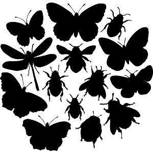 Insect Silhouettes