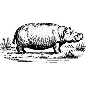 Hippopotamus Standing in a Field