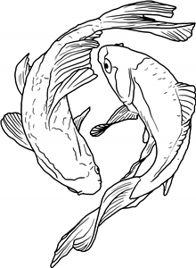 Koi Carp
