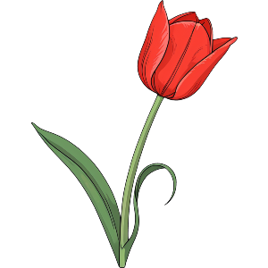 Single Red Tulip