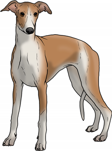 Whippet