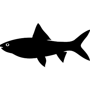 Carp Fish