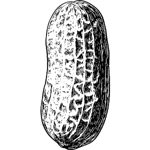 Single Peanut