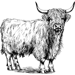 Highland Cow Standing