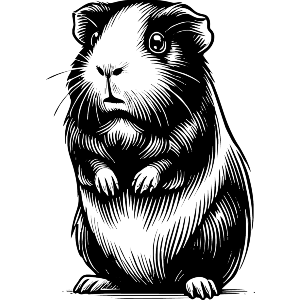 Guinea Pig Standing