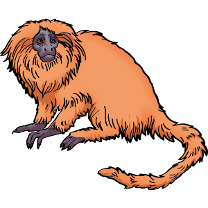 Golden Lion Tamarin