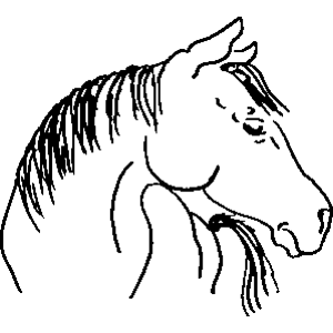 Horse Looking Around 