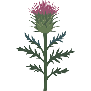 Single Scottish Thistle