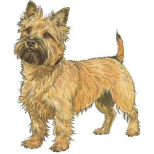 Cairn Terrier Standing