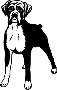 Boxer Dog