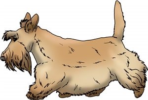 Walking Scottish Terrier