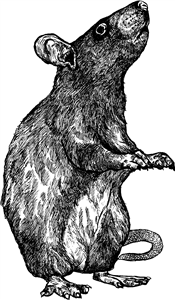 Standing Rat