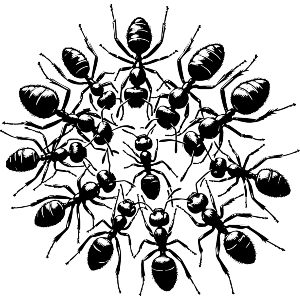 Floating Ant Raft