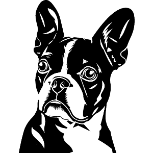 Boston Terrier Dog
