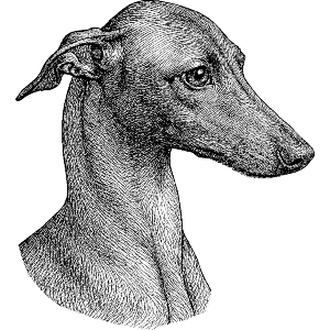 Whippet Dog Portrait