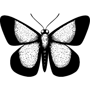 Open Winged Butterfly