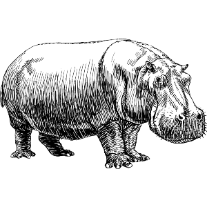 Peaceful Hippotamus