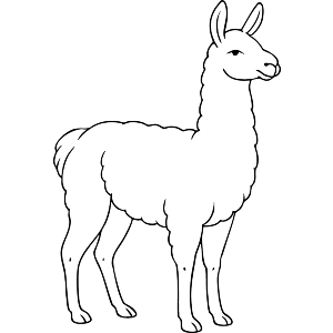 Llama