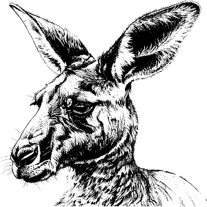 Kangaroo Side View