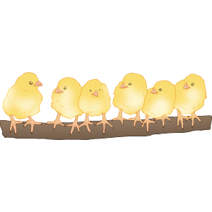 Cute Chicks in a Row