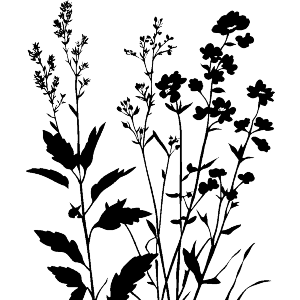 Botanical Flowers