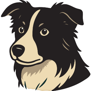 Border Collie Head