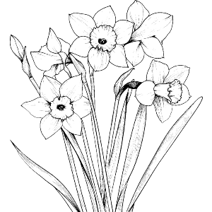  Boquet of Daffodils