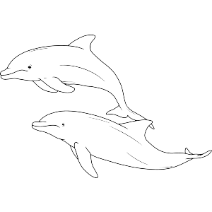 Graceful Pair of Dolphins