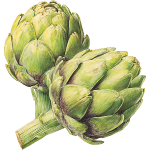 Two Artichokes 