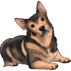 Swedish Vallhund Relaxing
