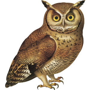 Brown Owl
