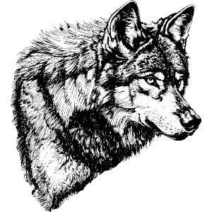 Wolf Portrait
